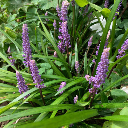 Big Blue Lilyturf plant