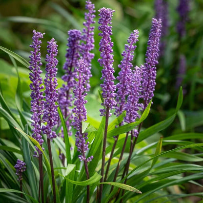 Big Blue Liriope plant