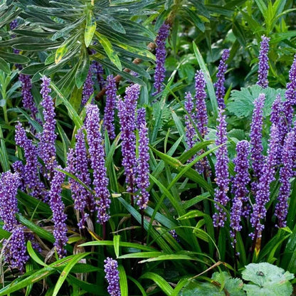 Big Blue Liriope plant