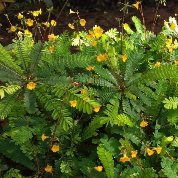 Biophytum Plant flower seeds
