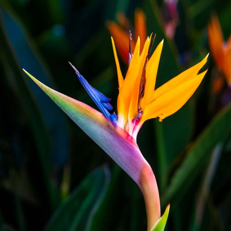Bird of Paradise plant
