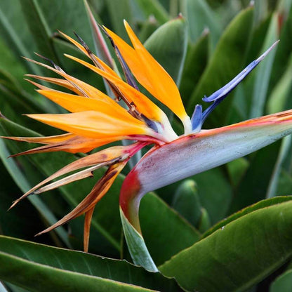 Bird of Paradise plant