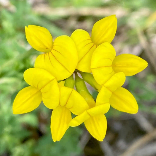 Birdsfoot flower seeds