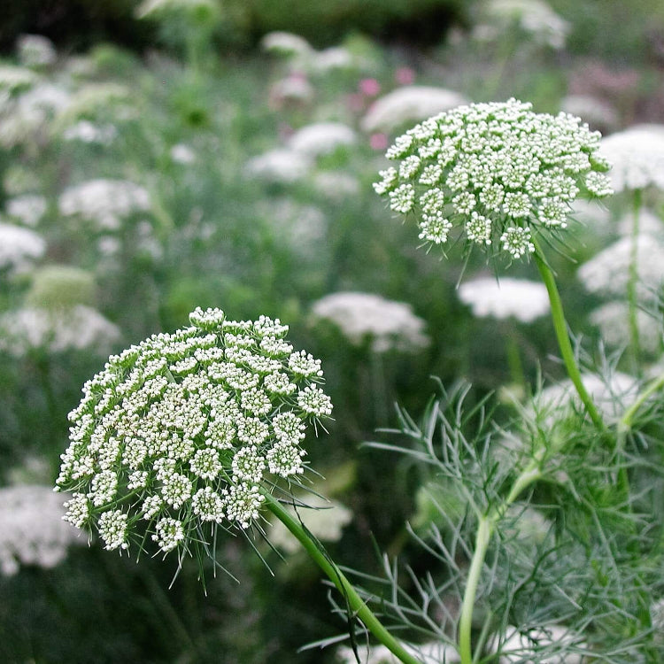 Bishop's Flower plant