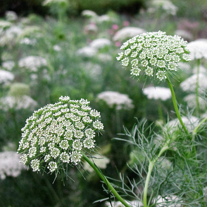 Bishop's Flower plant