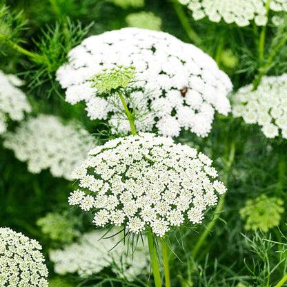 Bishop's Flower plant