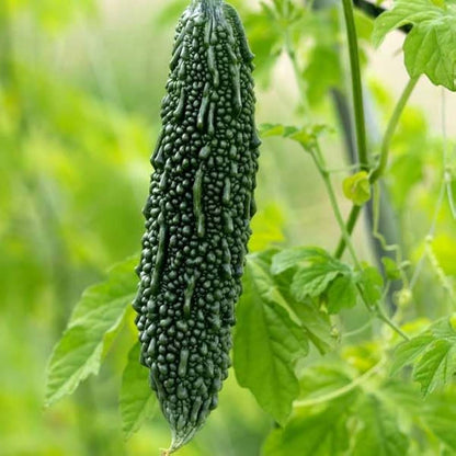 Army Green Bitter Gourd Seeds for Planting – Heirloom Non-GMO Garden Seeds