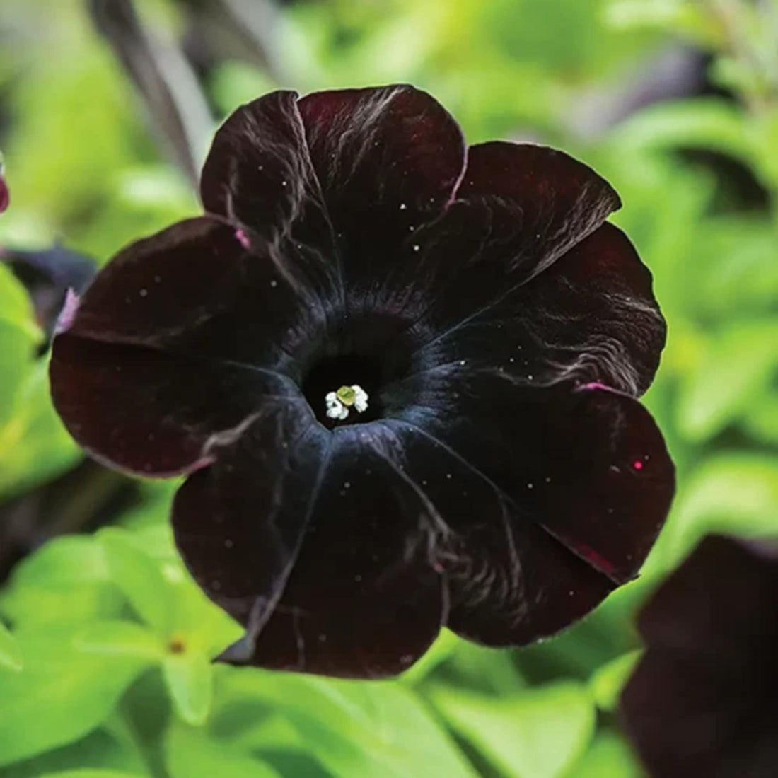 Black Cat flower seeds