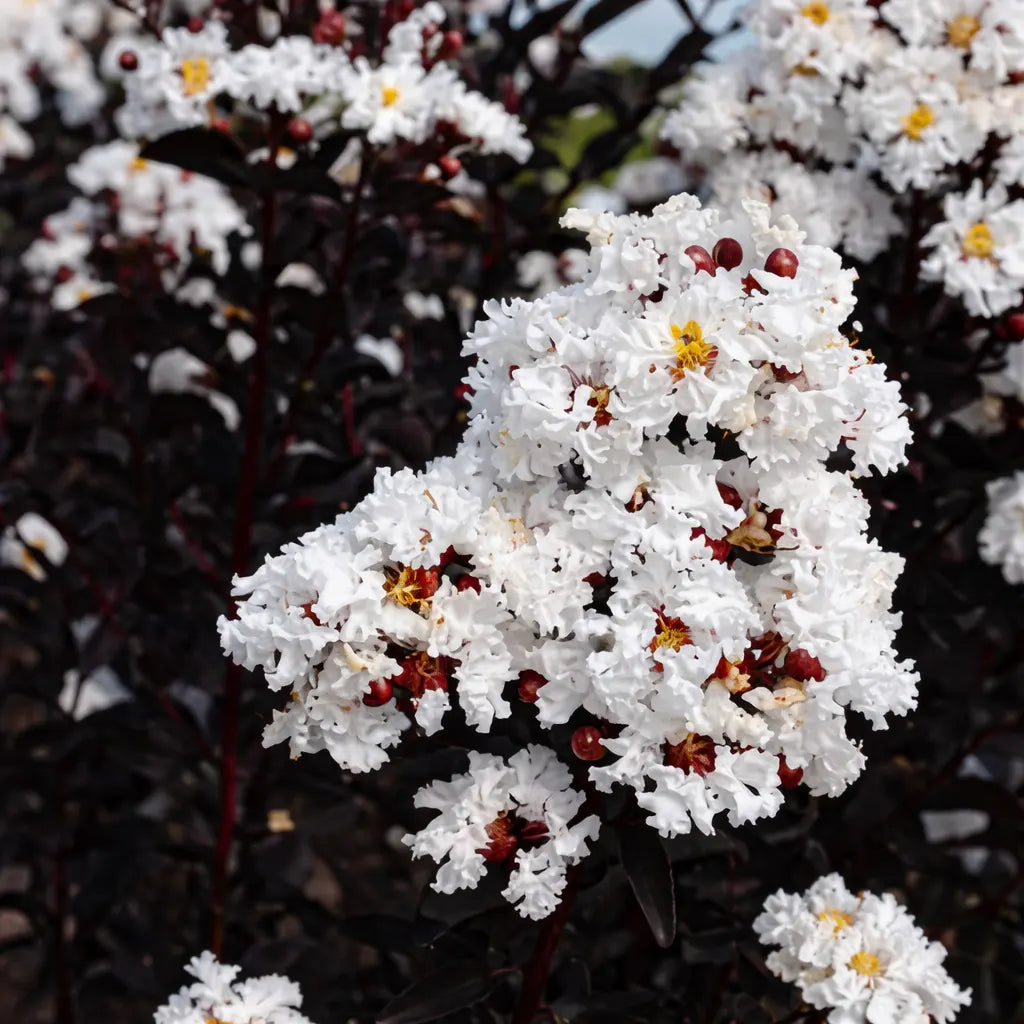 White Crepe flower seeds
