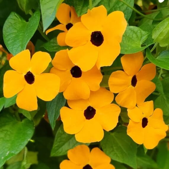 Black-Eyed Susan Vine plant
