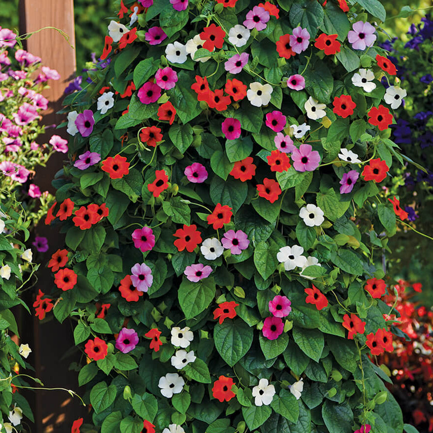 Black-Eyed Susan Vine plant