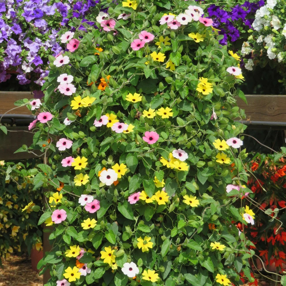 Black-Eyed Susan Vine plant
