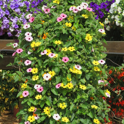 Black-Eyed Susan Vine plant