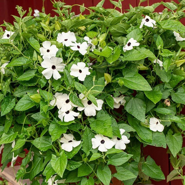 Black-Eyed Susan Vine plant