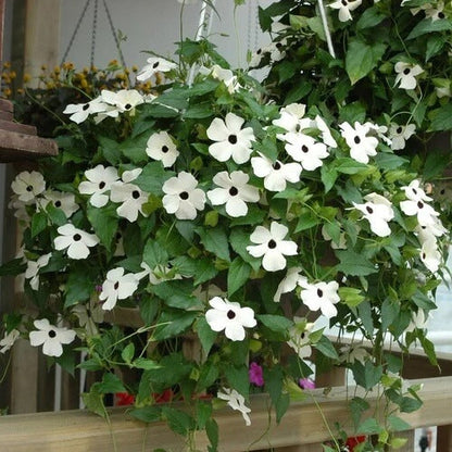 Black-Eyed Susan Vine plant