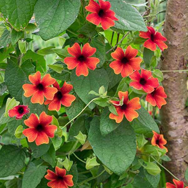 Black-Eyed Susan Vine plant