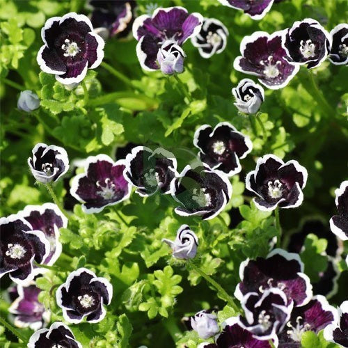 Black Menziesii flower seeds