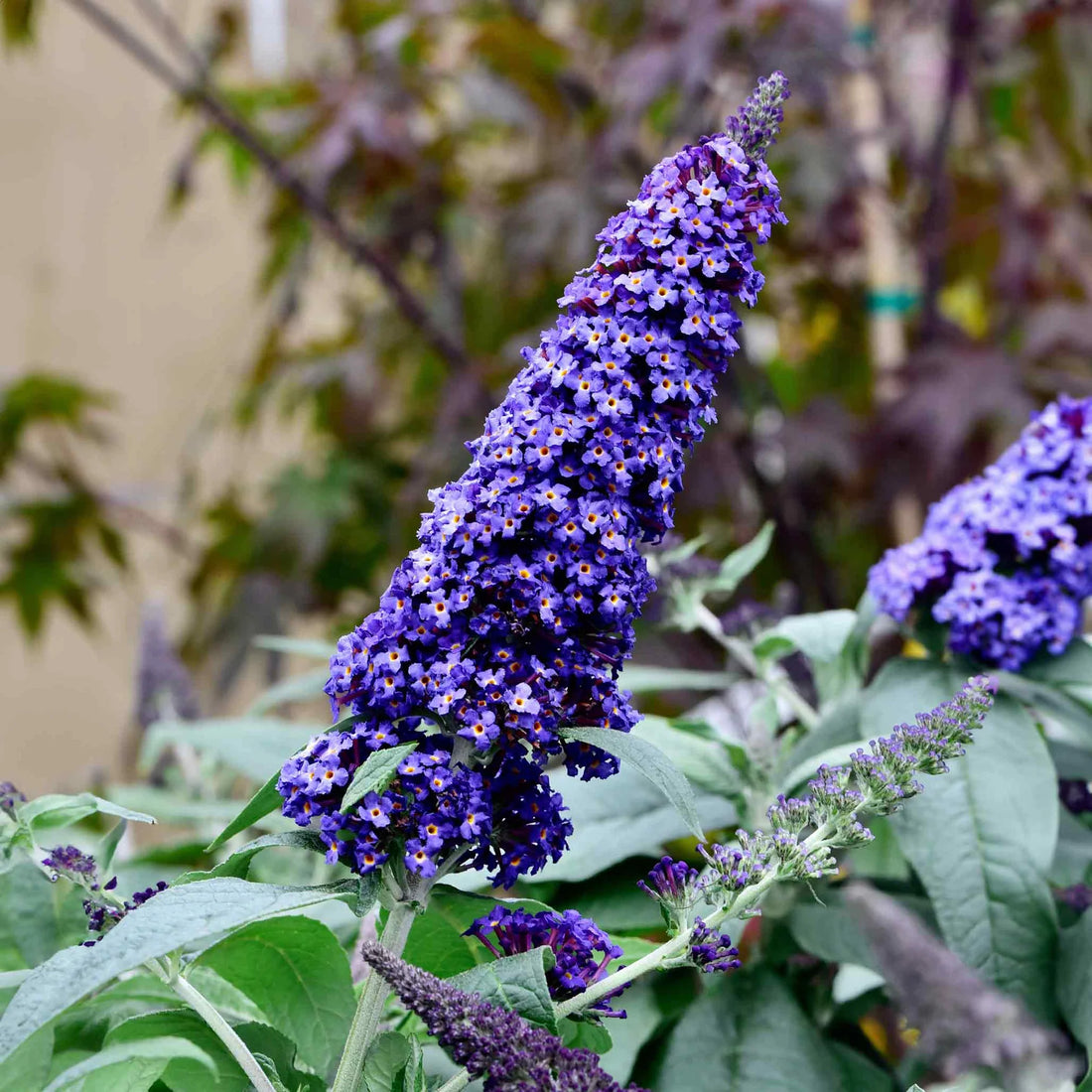 Knight Butterfly flower seeds