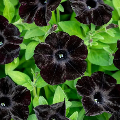 Black Petunia flower seeds