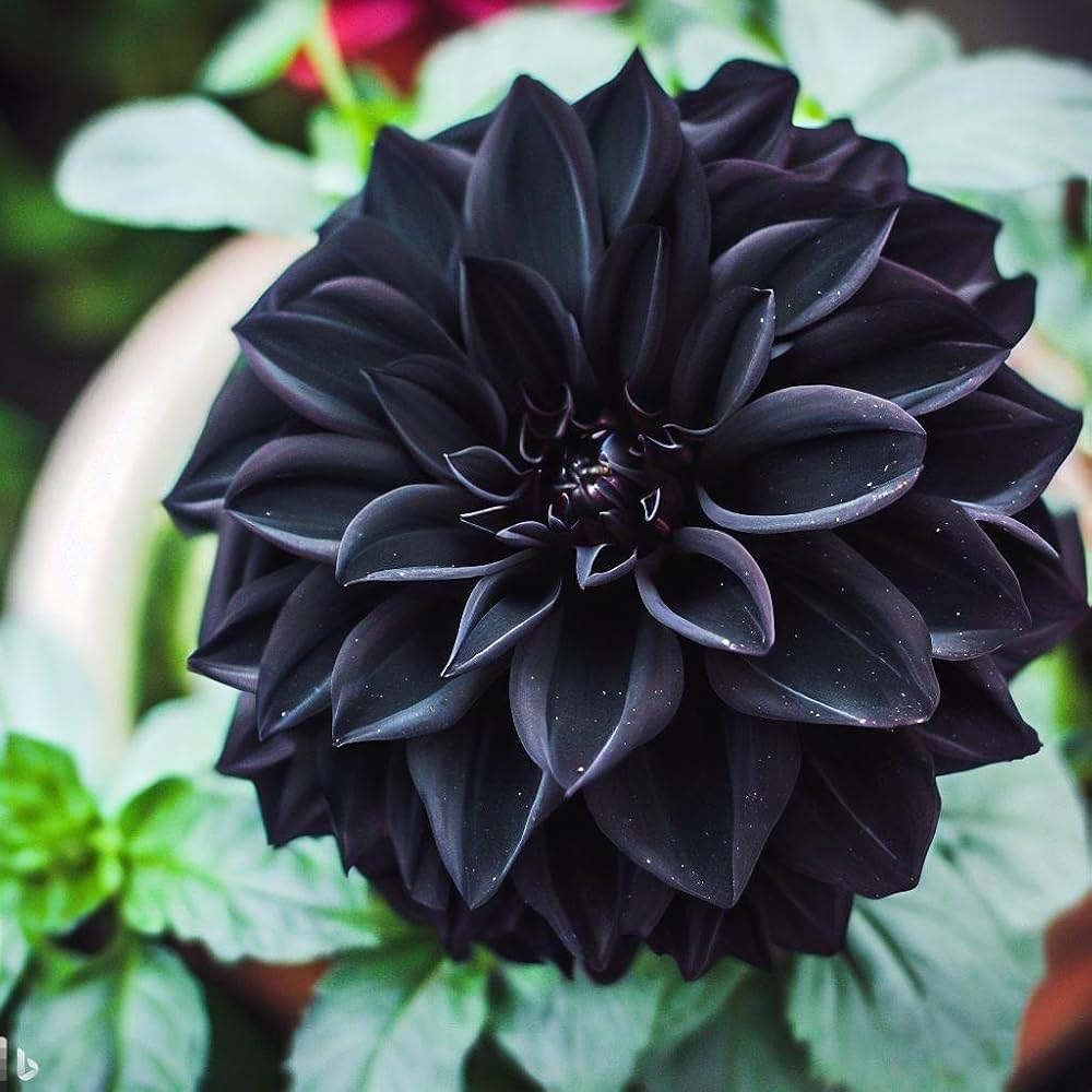 Black Pompon flower seeds