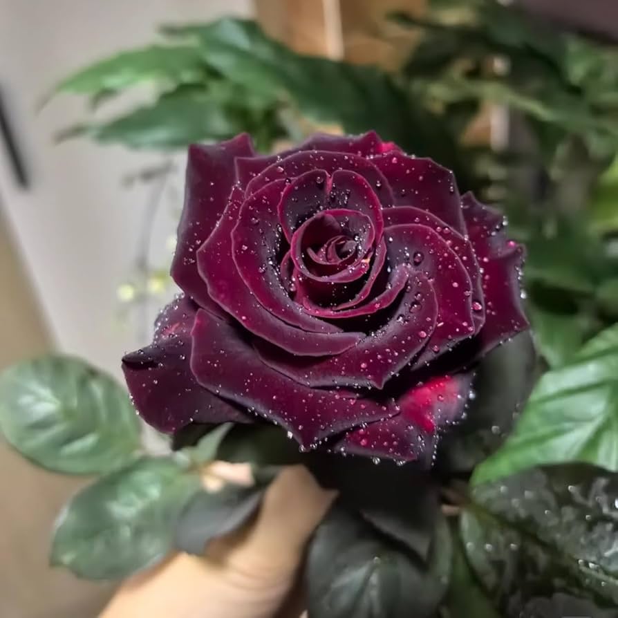 Black Red flower seeds