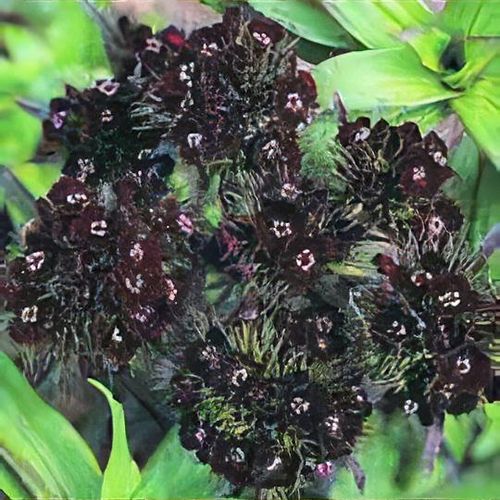 Black William flower seeds