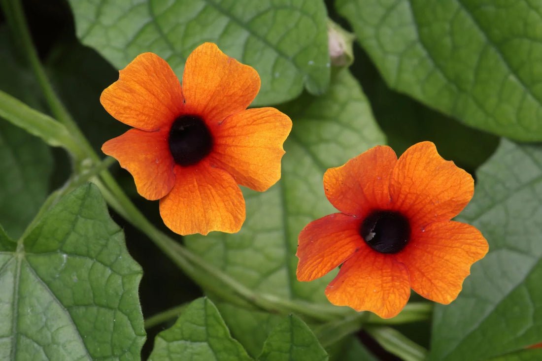 Orange Thunbergia flower seeds