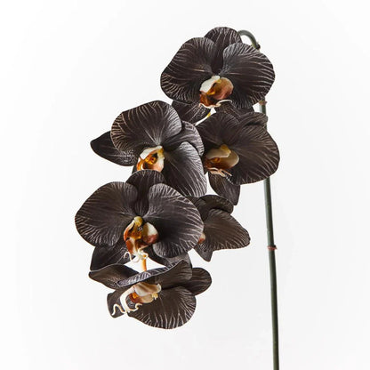 Black Phalaenopsis flower seeds