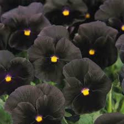 Black Azalea plant