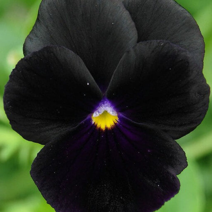 Black Azalea plant