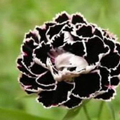 Black Carnation plant