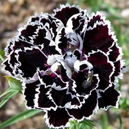 Black Carnation plant