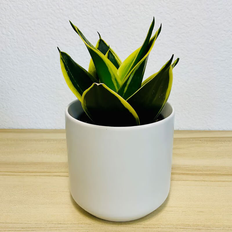 Gold Snake Plant plant