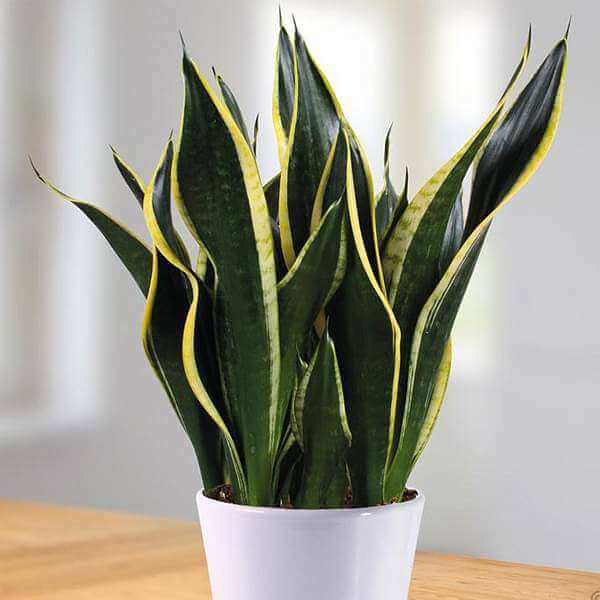 Gold Snake Plant plant