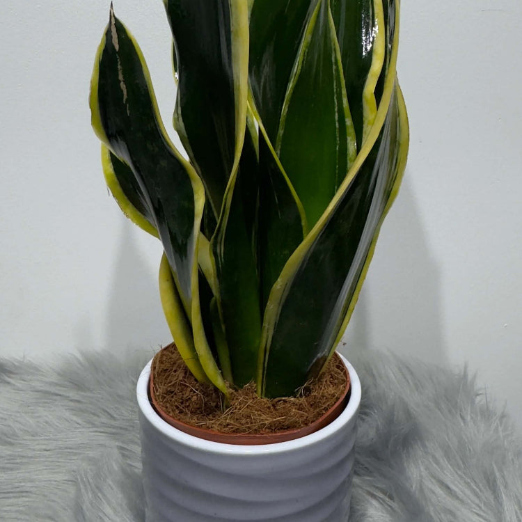 Gold Snake Plant plant