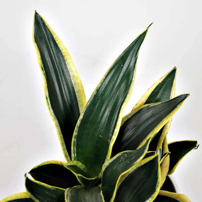 Gold Snake Plant plant