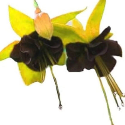 Black Green Fuchsia plant