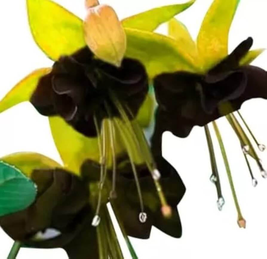 Black Green Fuchsia plant