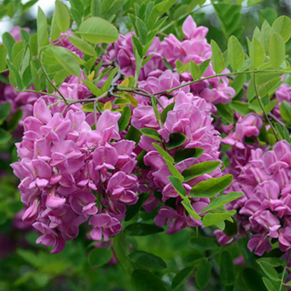 Bloom Black Locust plant