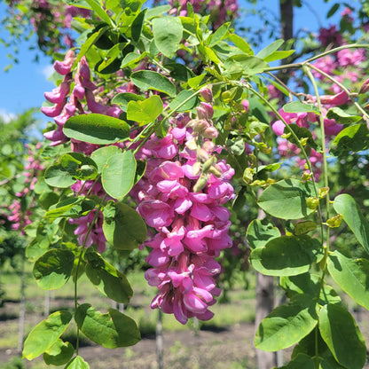 Bloom Black Locust plant