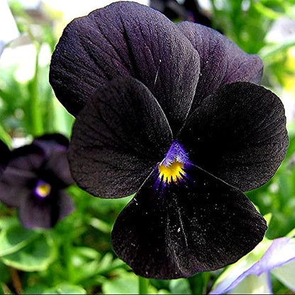 Black Mix Pansy plant