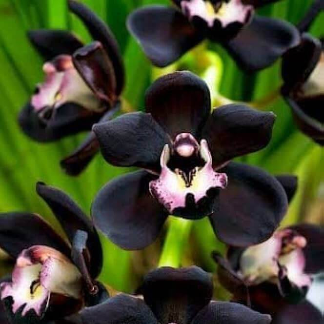 Black Phalaenopsis Orchid plant