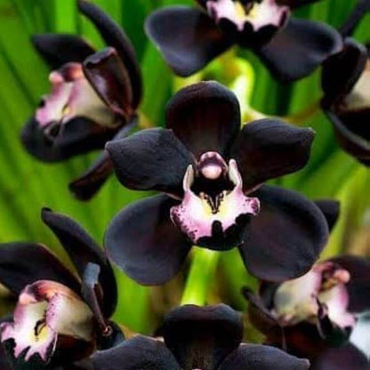 Black Phalaenopsis Orchid plant