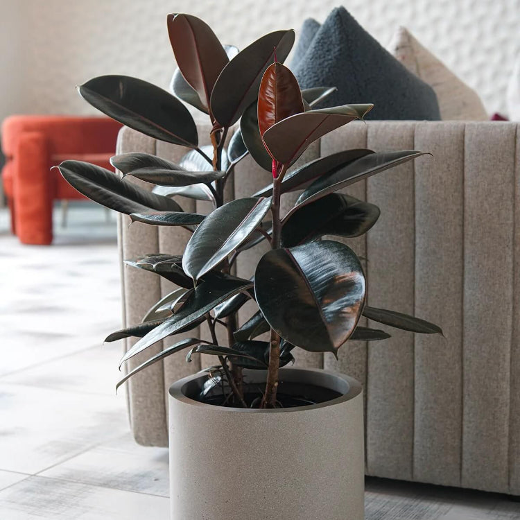 Black Prince Rubber Plant