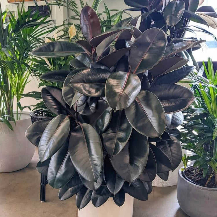 Black Prince Rubber Plant