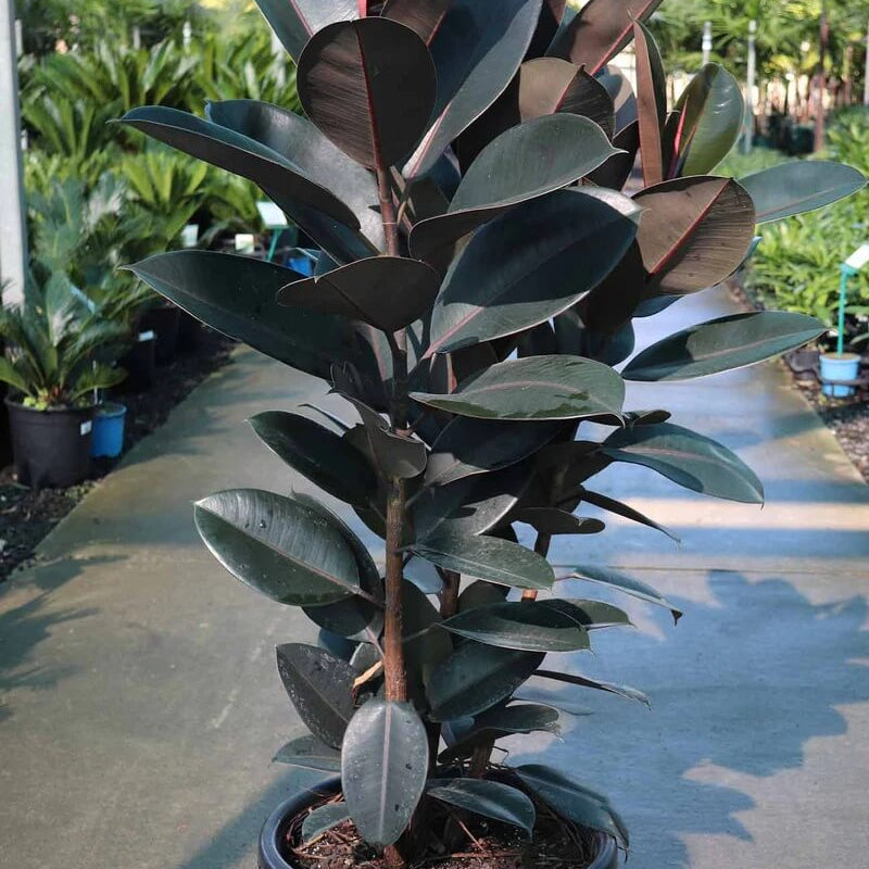 Black Prince Rubber Plant