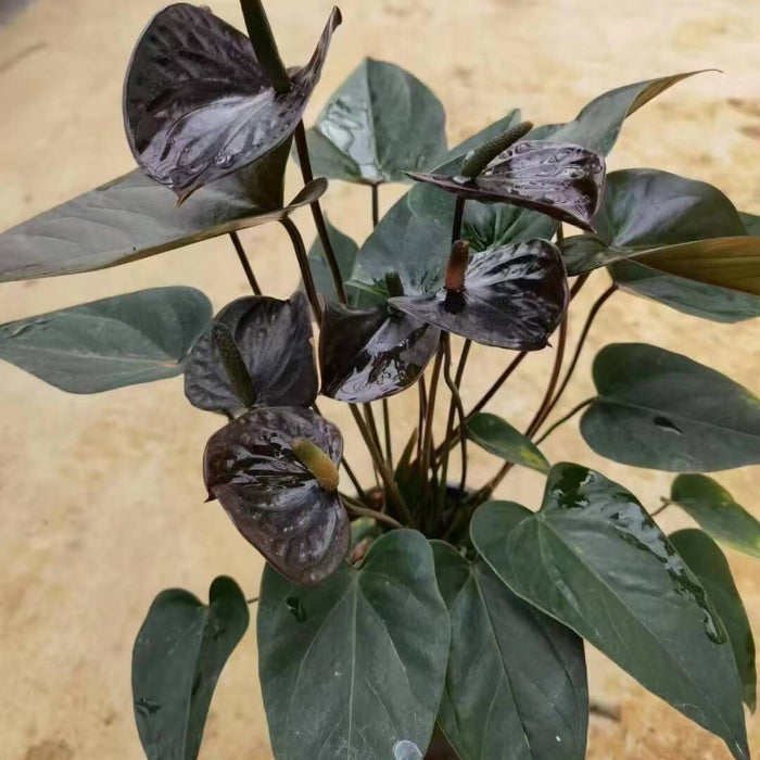 Queen Pink anthurium plant