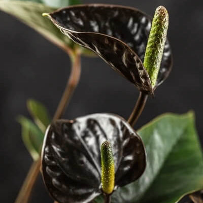 Queen Pink anthurium plant