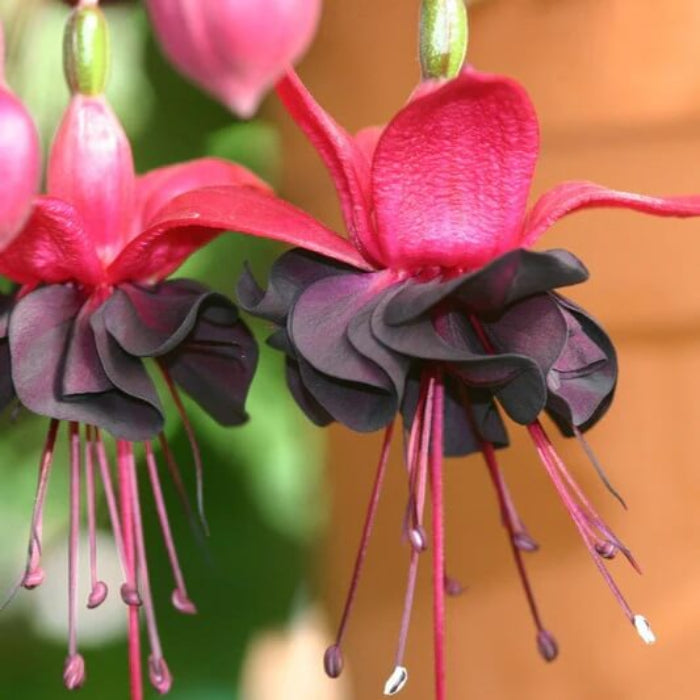 Red Fuchsia Flower plant
