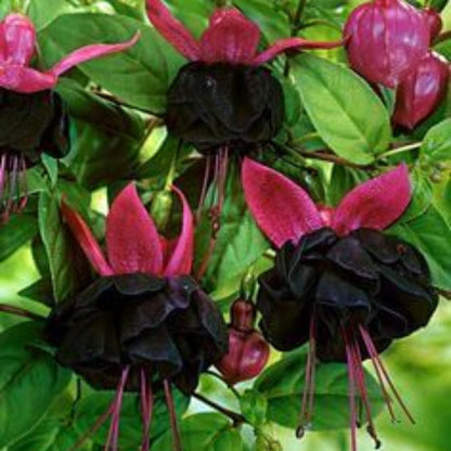 Red Fuchsia Flower plant